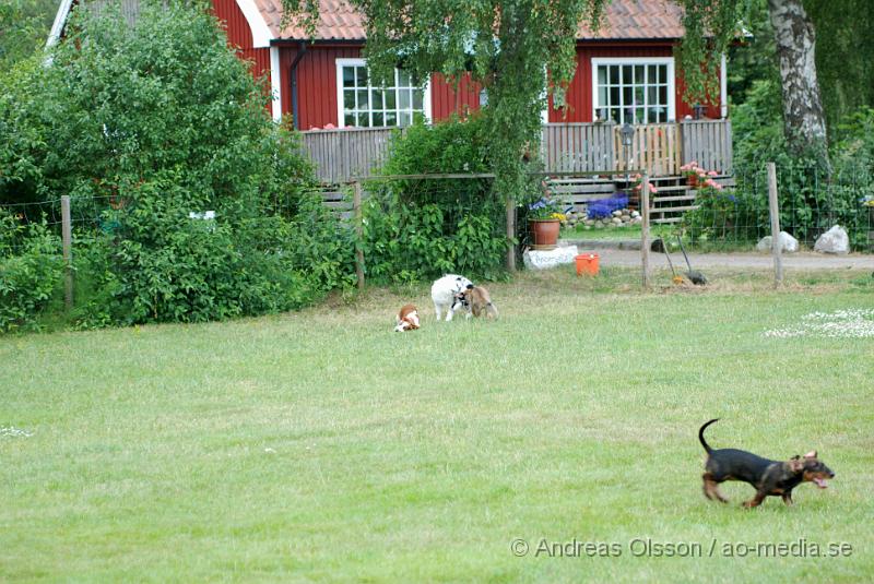 DSC_0182.JPG - Intensiv kurs, valp på Axtorps Hundskola!