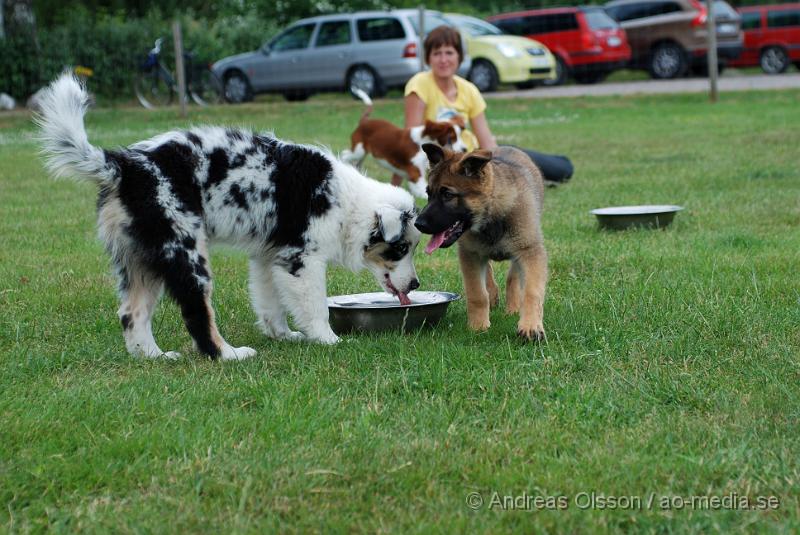 DSC_0193.JPG - Intensiv kurs, valp på Axtorps Hundskola!