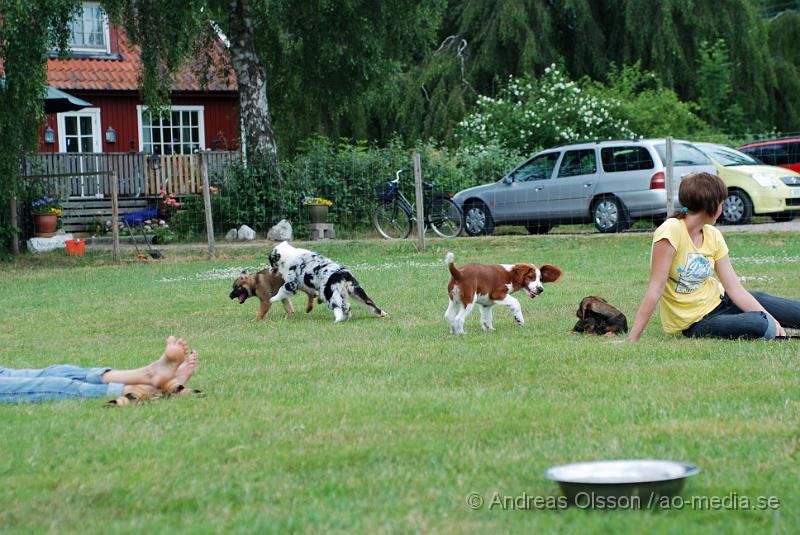 DSC_0194.JPG - Intensiv kurs, valp på Axtorps Hundskola!