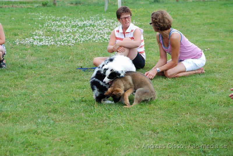 DSC_0195.JPG - Intensiv kurs, valp på Axtorps Hundskola!