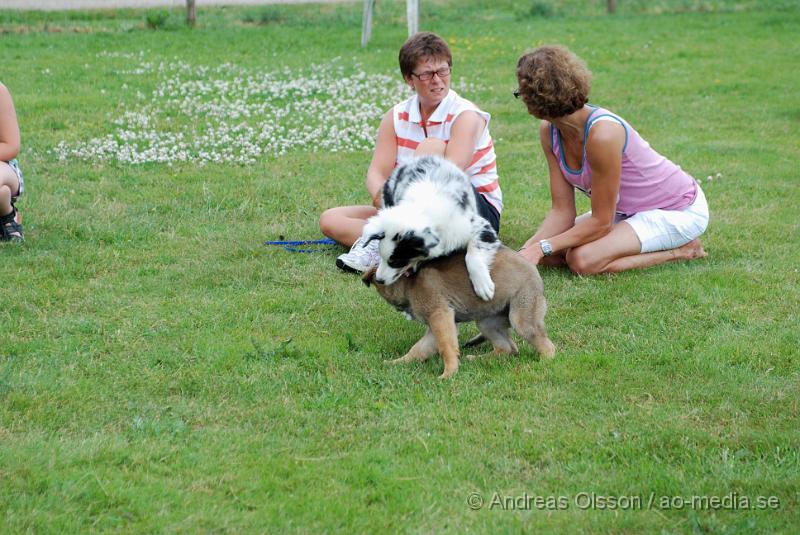 DSC_0196.JPG - Intensiv kurs, valp på Axtorps Hundskola!