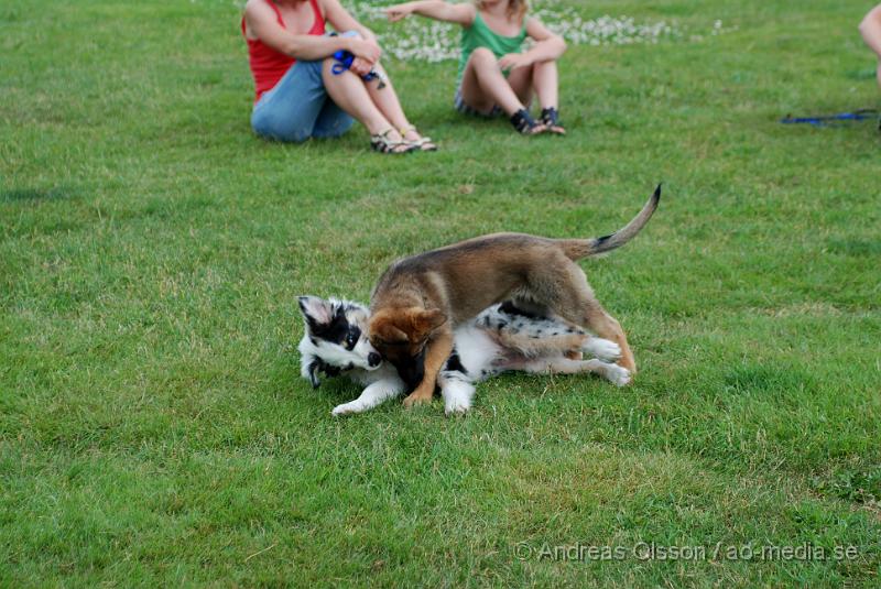 DSC_0199.JPG - Intensiv kurs, valp på Axtorps Hundskola!