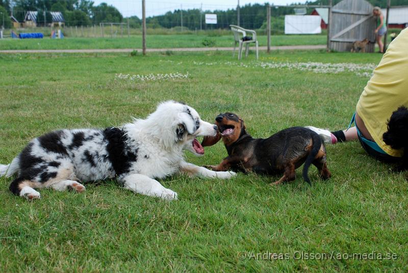 DSC_0201.JPG - Intensiv kurs, valp på Axtorps Hundskola!