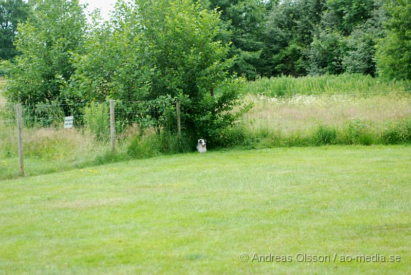 DSC_0205.JPG - Intensiv kurs, valp på Axtorps Hundskola!