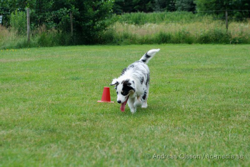 DSC_0206.JPG - Intensiv kurs, valp på Axtorps Hundskola!