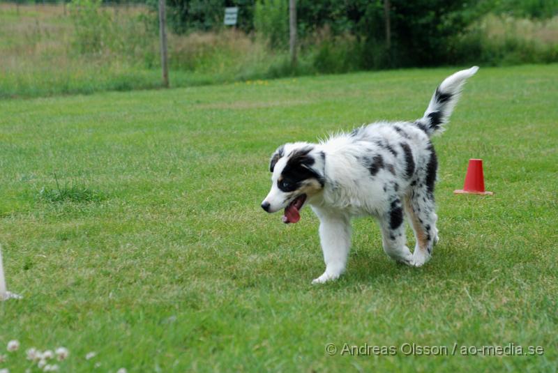 DSC_0207.JPG - Intensiv kurs, valp på Axtorps Hundskola!