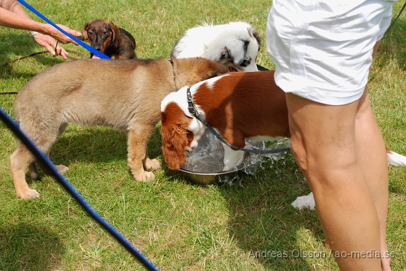 DSC_0210.JPG - Intensiv kurs, valp på Axtorps Hundskola!