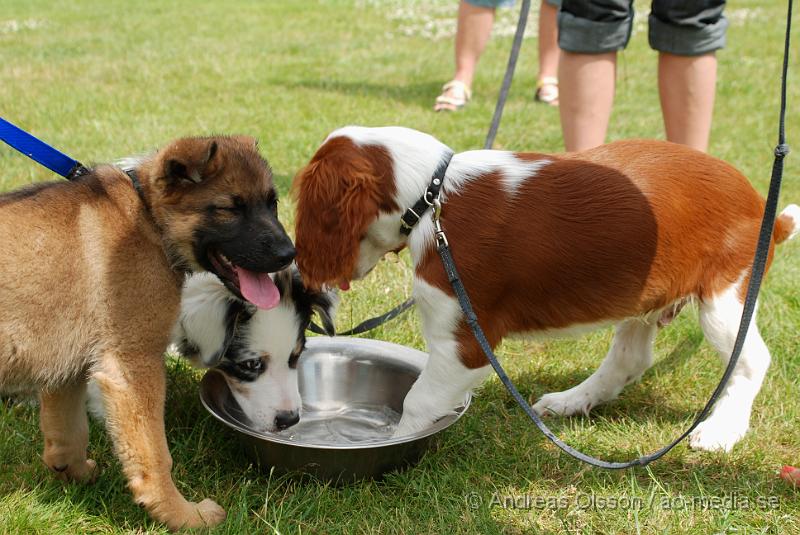 DSC_0213.JPG - Intensiv kurs, valp på Axtorps Hundskola!