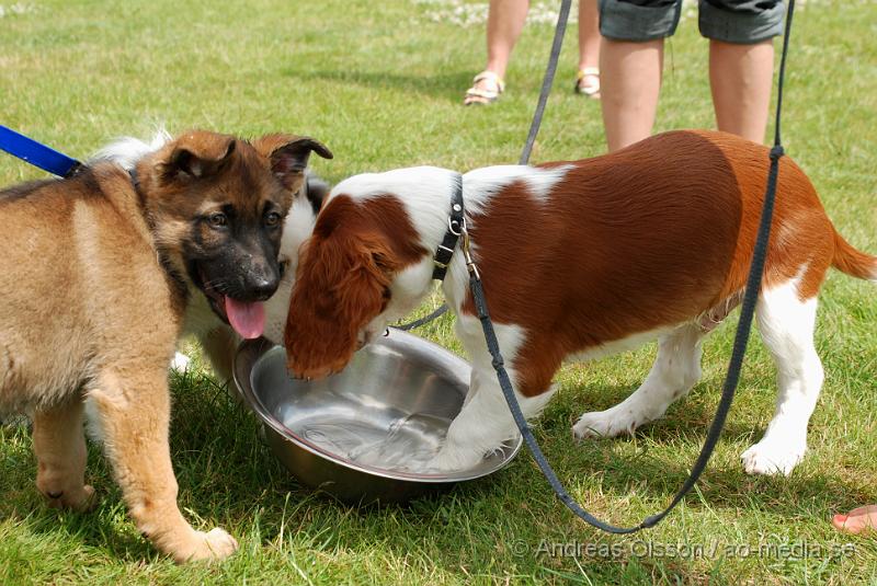 DSC_0214.JPG - Intensiv kurs, valp på Axtorps Hundskola!