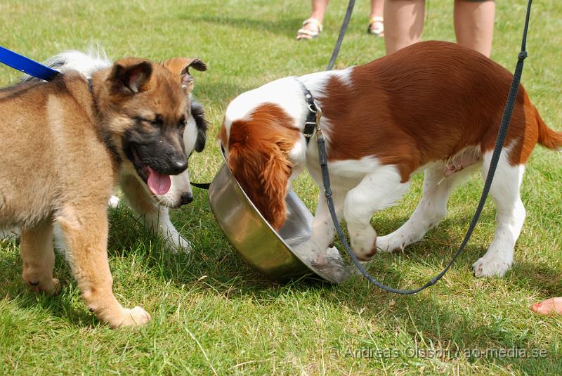 DSC_0215.JPG - Intensiv kurs, valp på Axtorps Hundskola!