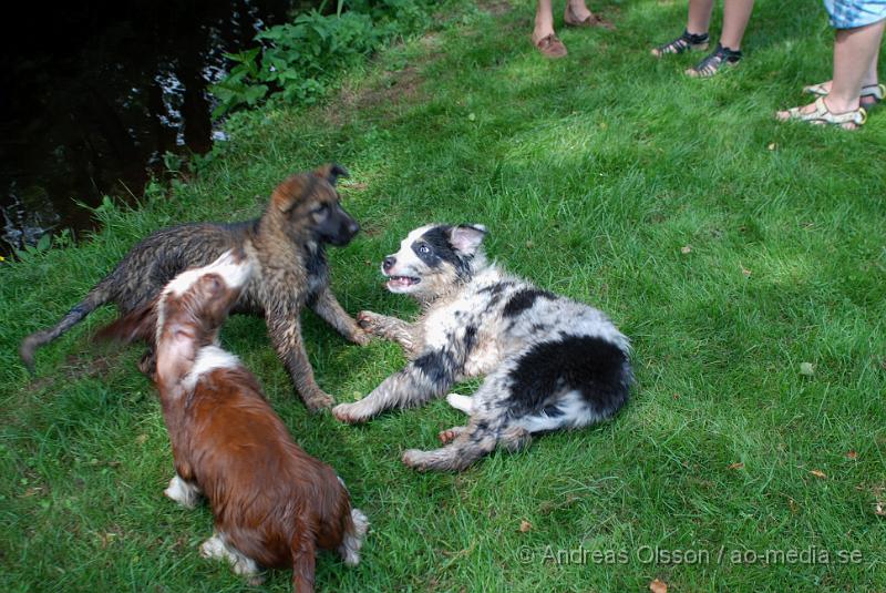 DSC_0245.JPG - Intensiv kurs, valp på Axtorps Hundskola!