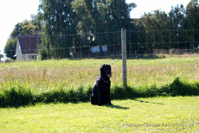 DSC_1549.JPG - 2010-09-04 Axtorps hundskola - Unghunds kurs