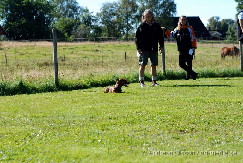 DSC_1550.JPG - 2010-09-04 Axtorps hundskola - Unghunds kurs