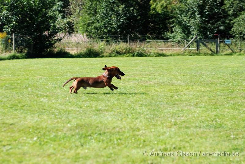 DSC_1552.JPG - 2010-09-04 Axtorps hundskola - Unghunds kurs