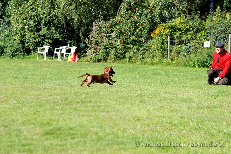 DSC_1554.JPG - 2010-09-04 Axtorps hundskola - Unghunds kurs