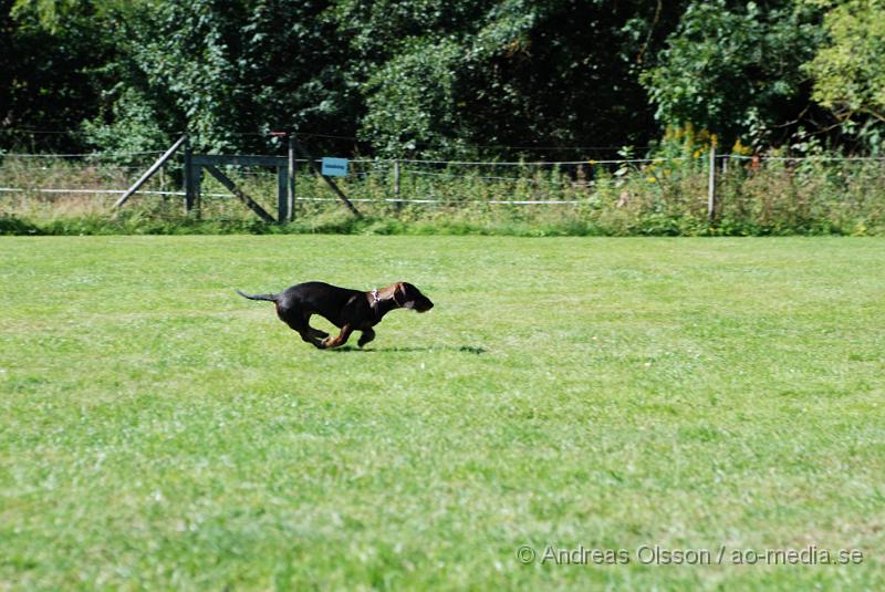 DSC_1559.JPG - 2010-09-04 Axtorps hundskola - Unghunds kurs