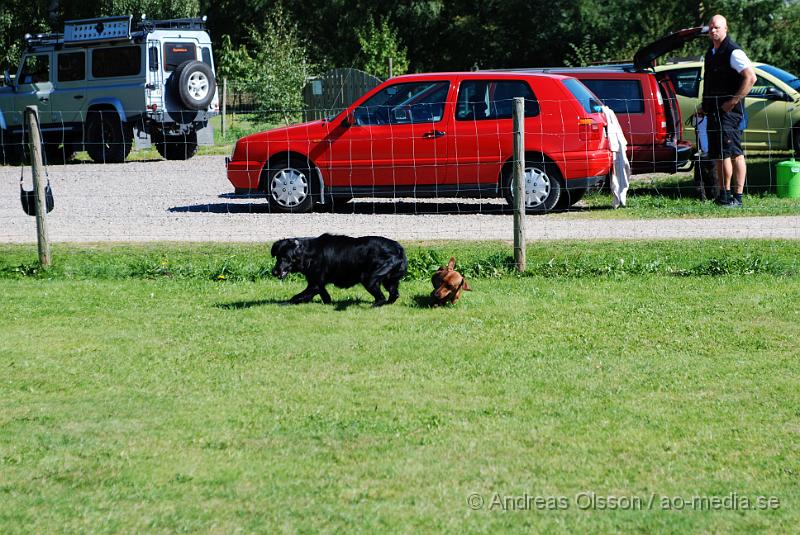 DSC_1563.JPG - 2010-09-04 Axtorps hundskola - Unghunds kurs