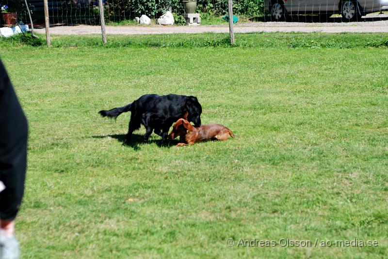 DSC_1564.JPG - 2010-09-04 Axtorps hundskola - Unghunds kurs