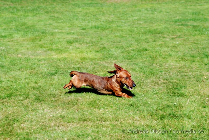 DSC_1565.JPG - 2010-09-04 Axtorps hundskola - Unghunds kurs