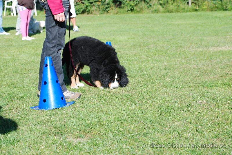 DSC_1464.JPG - 2010-09-04 Axtorps hundskola - Valpkurs