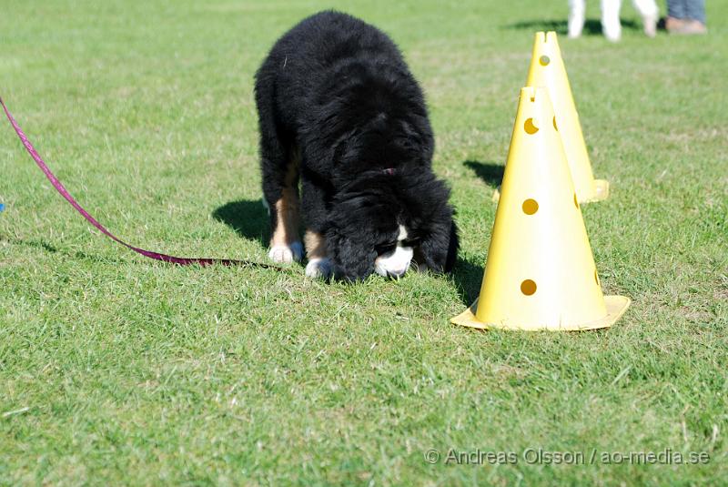 DSC_1467.JPG - 2010-09-04 Axtorps hundskola - Valpkurs