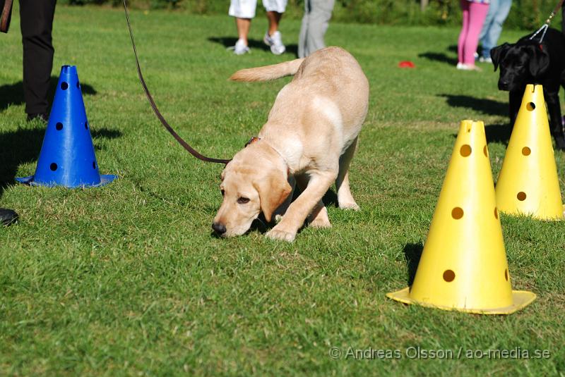 DSC_1470.JPG - 2010-09-04 Axtorps hundskola - Valpkurs