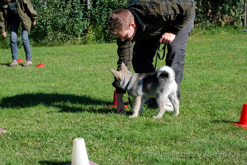 DSC_1473.JPG - 2010-09-04 Axtorps hundskola - Valpkurs