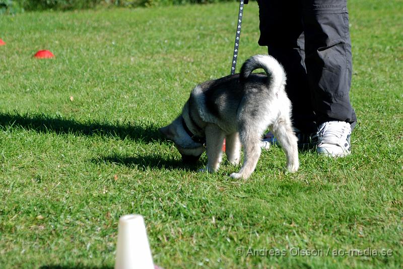 DSC_1474.JPG - 2010-09-04 Axtorps hundskola - Valpkurs