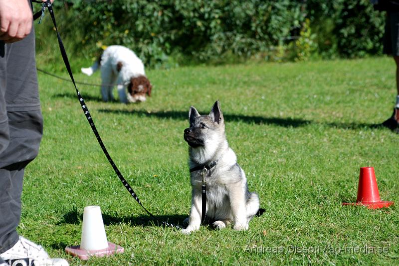 DSC_1476.JPG - 2010-09-04 Axtorps hundskola - Valpkurs