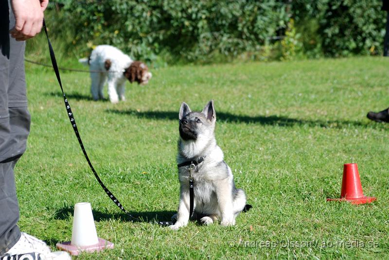 DSC_1477.JPG - 2010-09-04 Axtorps hundskola - Valpkurs