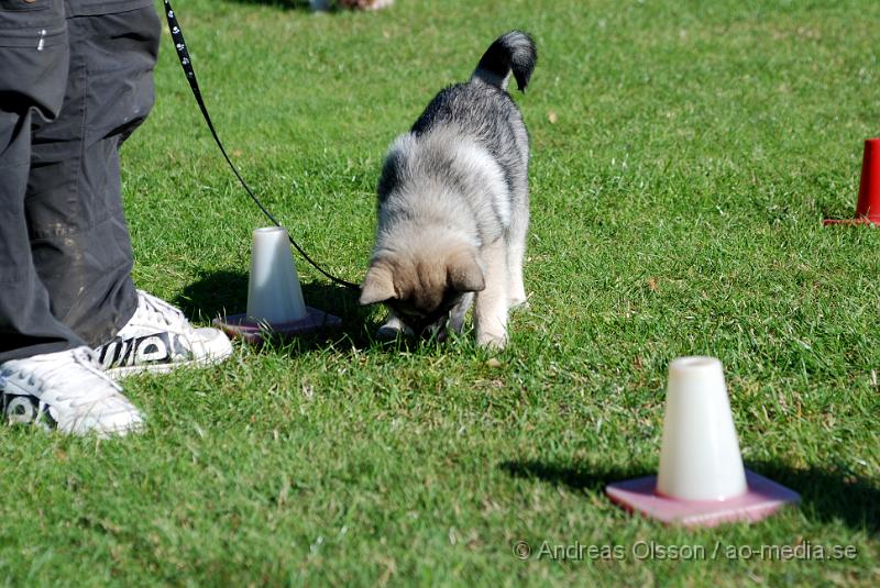 DSC_1478.JPG - 2010-09-04 Axtorps hundskola - Valpkurs