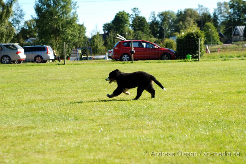 DSC_1492.JPG - 2010-09-04 Axtorps hundskola - Valpkurs