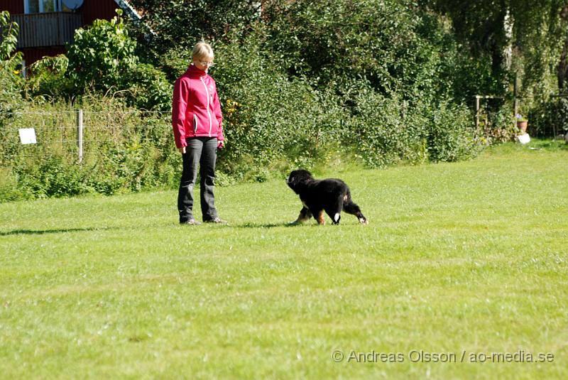 DSC_1495.JPG - 2010-09-04 Axtorps hundskola - Valpkurs