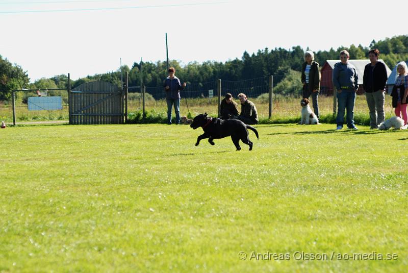 DSC_1497.JPG - 2010-09-04 Axtorps hundskola - Valpkurs