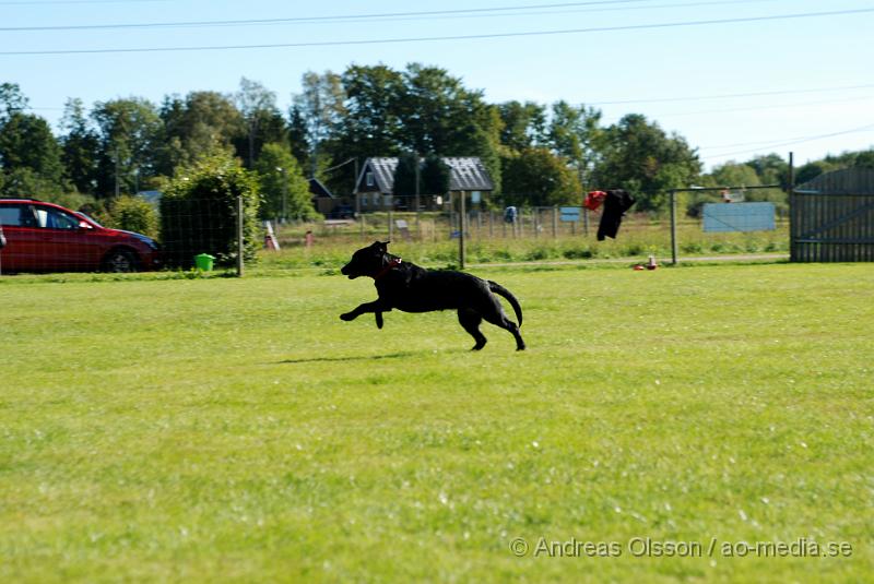 DSC_1498.JPG - 2010-09-04 Axtorps hundskola - Valpkurs