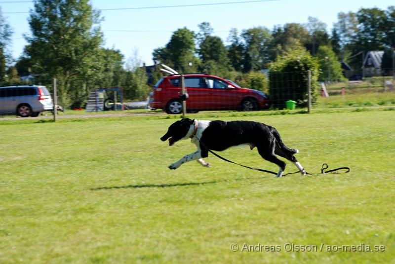 DSC_1501.JPG - 2010-09-04 Axtorps hundskola - Valpkurs