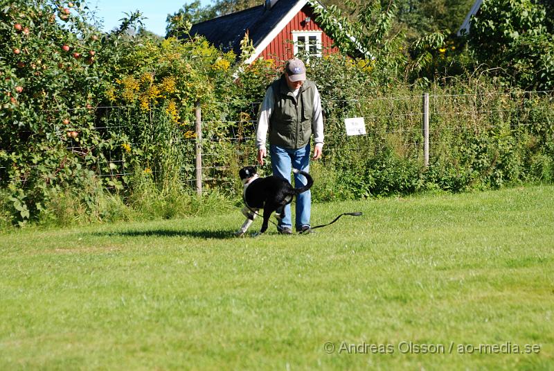 DSC_1504.JPG - 2010-09-04 Axtorps hundskola - Valpkurs