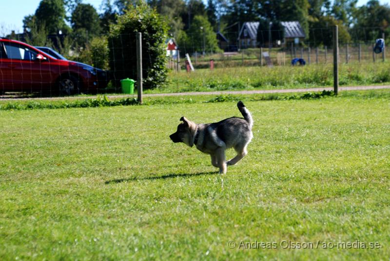 DSC_1518.JPG - 2010-09-04 Axtorps hundskola - Valpkurs