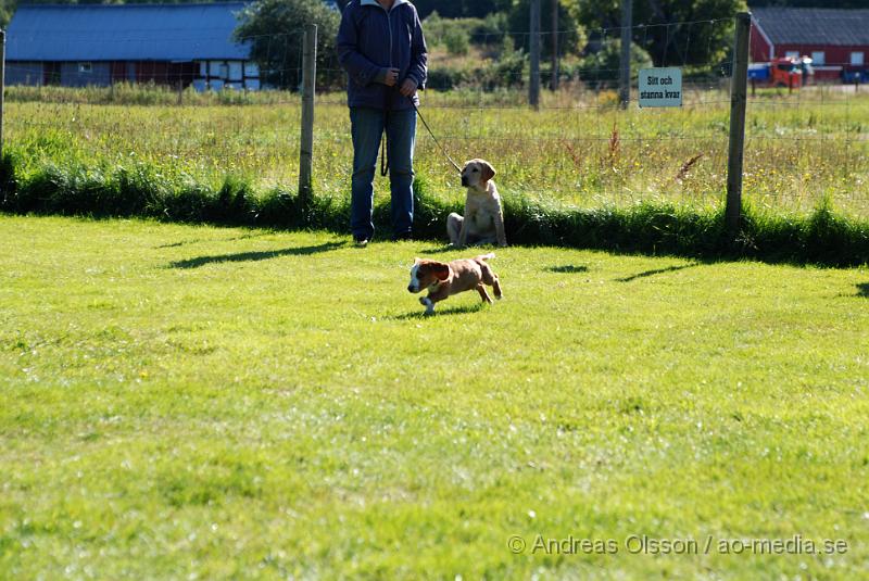 DSC_1522.JPG - 2010-09-04 Axtorps hundskola - Valpkurs