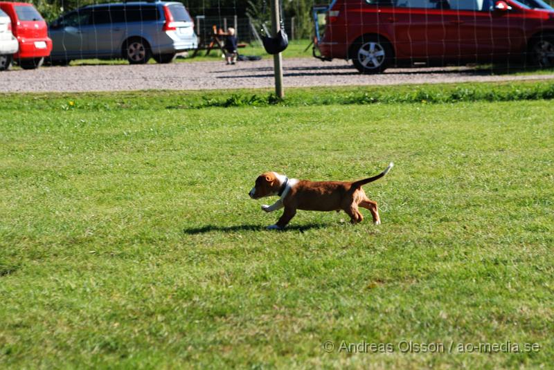 DSC_1525.JPG - 2010-09-04 Axtorps hundskola - Valpkurs