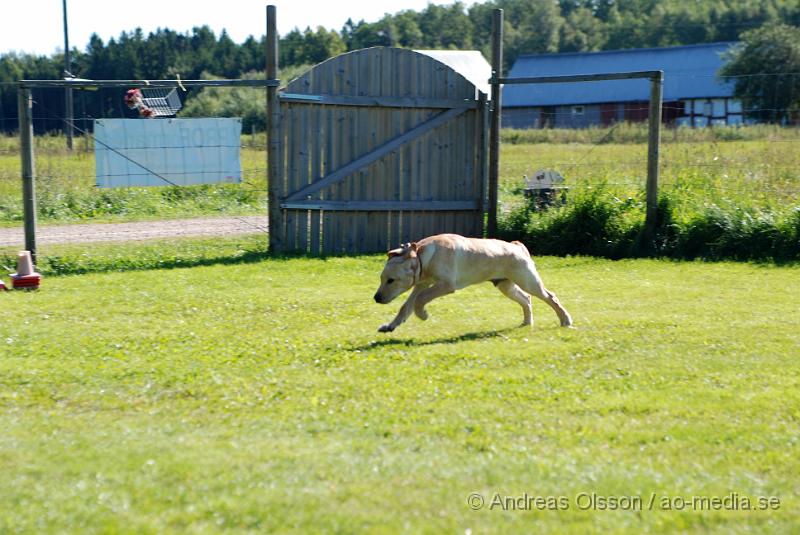 DSC_1528.JPG - 2010-09-04 Axtorps hundskola - Valpkurs