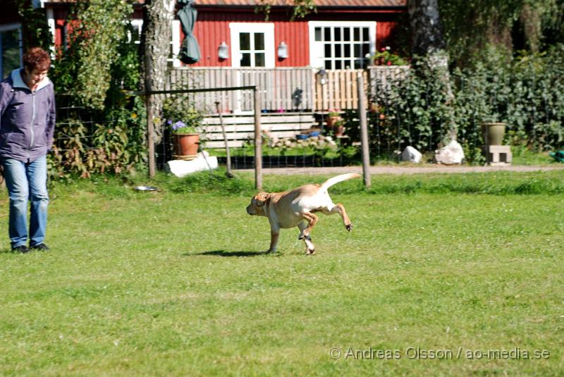 DSC_1530.JPG - 2010-09-04 Axtorps hundskola - Valpkurs