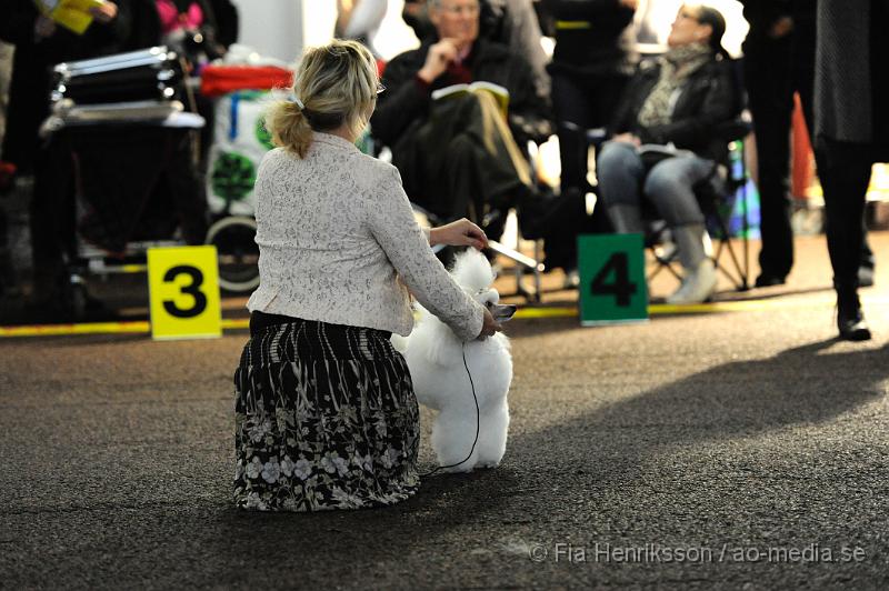 _DSC4928.JPG - Hundutställning i Malmö - Dvärgpudel