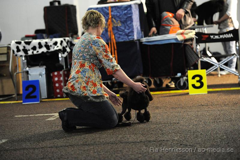 _DSC4941.JPG - Hundutställning i Malmö - Toypudel