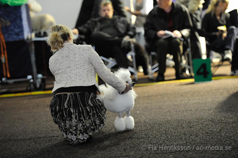 _DSC4967.JPG - Hundutställning i Malmö - Dvärgpudel