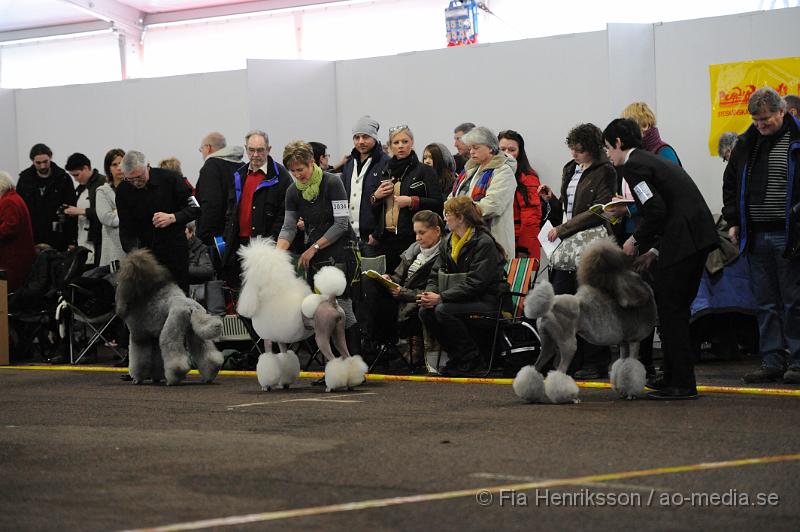 _DSC4980.JPG - Hundutställning i Malmö - Stor Pudel