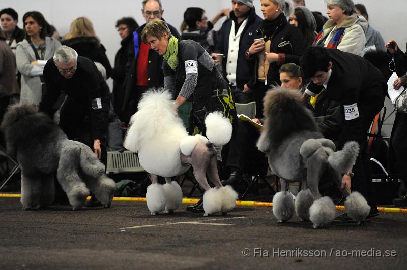 _DSC4981.JPG - Hundutställning i Malmö - Stor Pudel