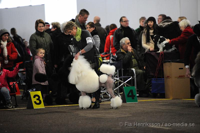 _DSC4985.JPG - Hundutställning i Malmö - Stor Pudel