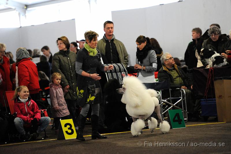 _DSC4988.JPG - Hundutställning i Malmö - Stor Pudel