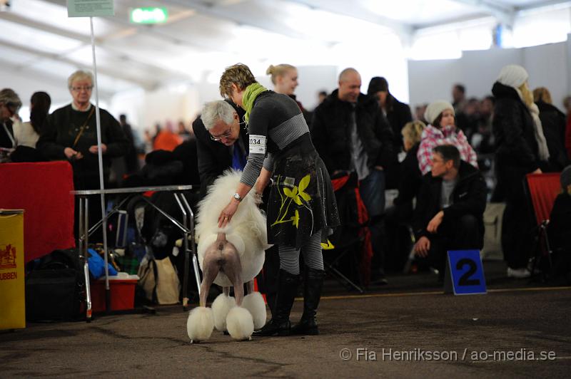 _DSC4995.JPG - Hundutställning i Malmö - Stor Pudel